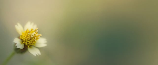 Uskarpt foto av blomst